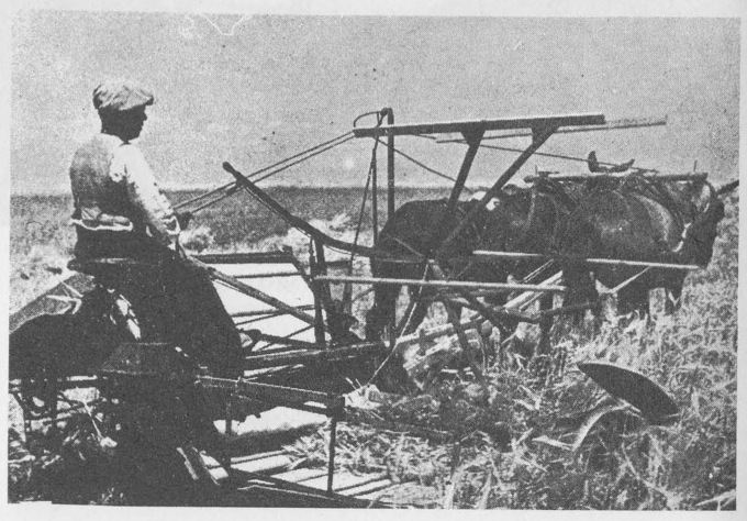 “The grain harvest with horse drawn reaper.”